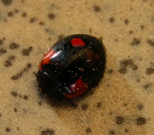 Adalia bipunctata a Pavia